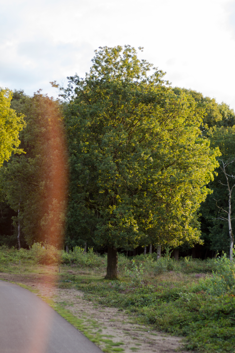 Illustration for article titled Heathlands in bloom